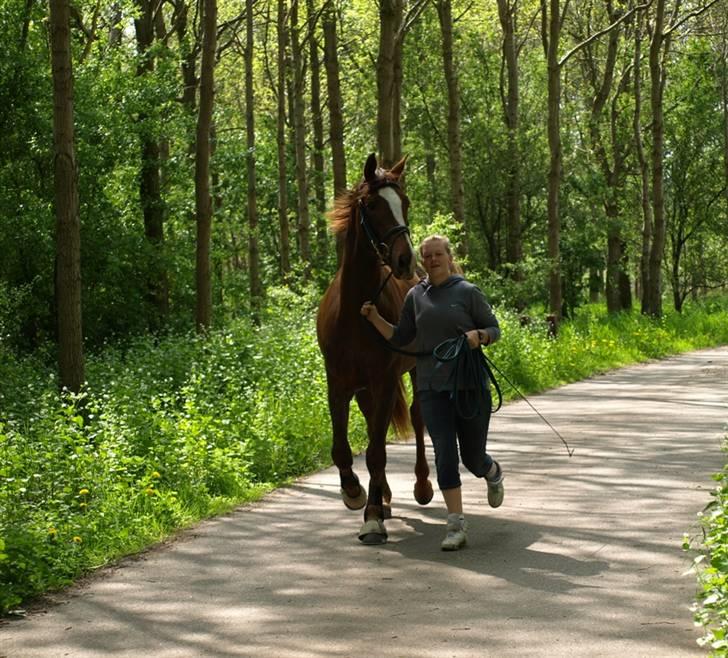 Dansk Varmblod Rascal Egeskov  - Vi skulle lige have en løbetur i skoven c",) Foto:Tamiila billede 12