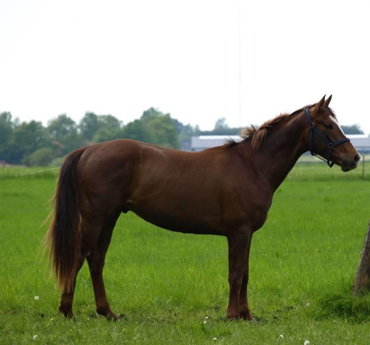 Dansk Varmblod Rascal Egeskov  - Rascal er en super god model hest :) Foto:Tamiila. billede 13