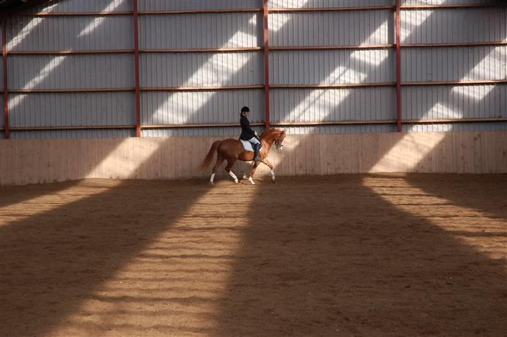 Hollandsk Sportspony Fireball billede 7