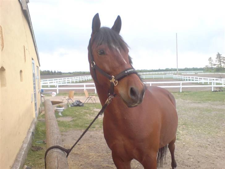 Anden særlig race Bento  - så fin billede 11