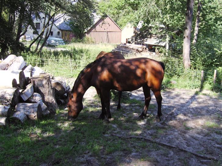 Connemara Juliet du Valera - connemara juliet billede 1