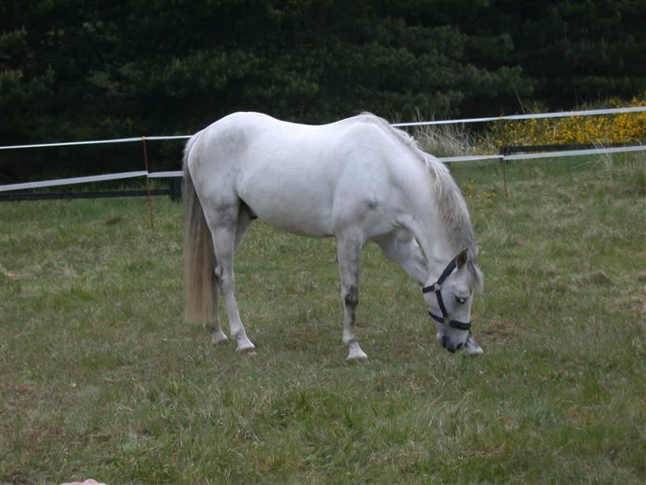 Welsh Pony (sec B) korreborgs figaro(SOLGT): - det klør billede 2