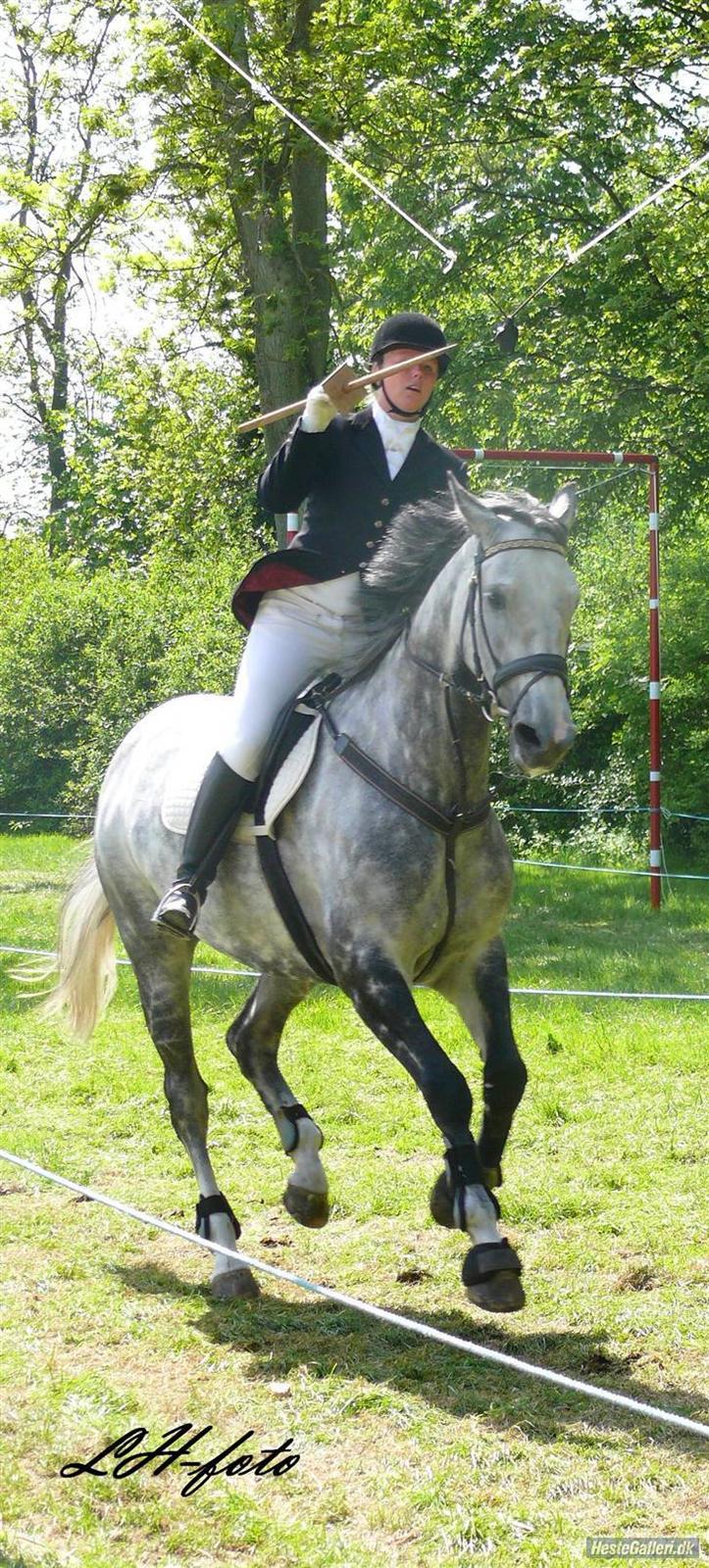 Dansk Varmblod Catalina Capizet - Catalina og jeg til ringridning 2008. (Billederne er lovlige og jeg har fået lov til at få og bruge dem) billede 1