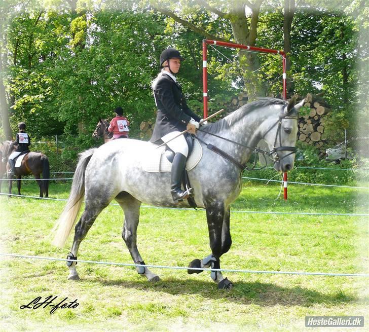 Dansk Varmblod Catalina Capizet billede 2