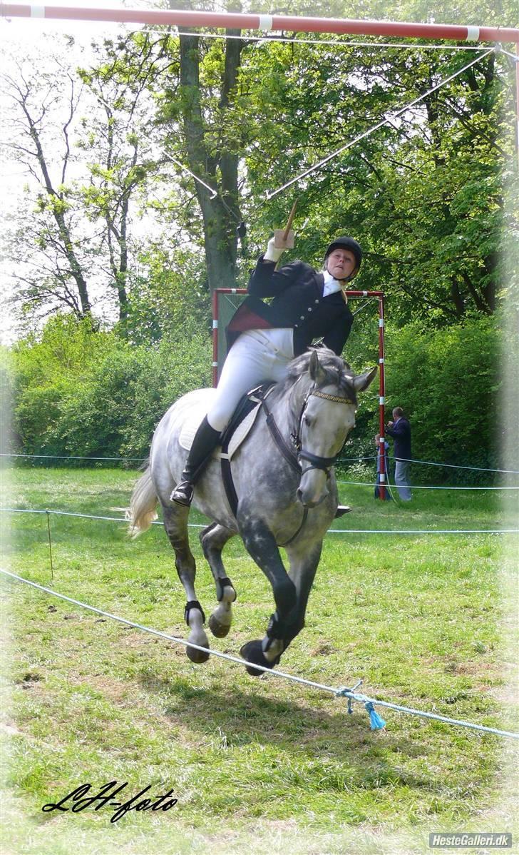 Dansk Varmblod Catalina Capizet - Hehe den var vist alt for lav.. billede 3