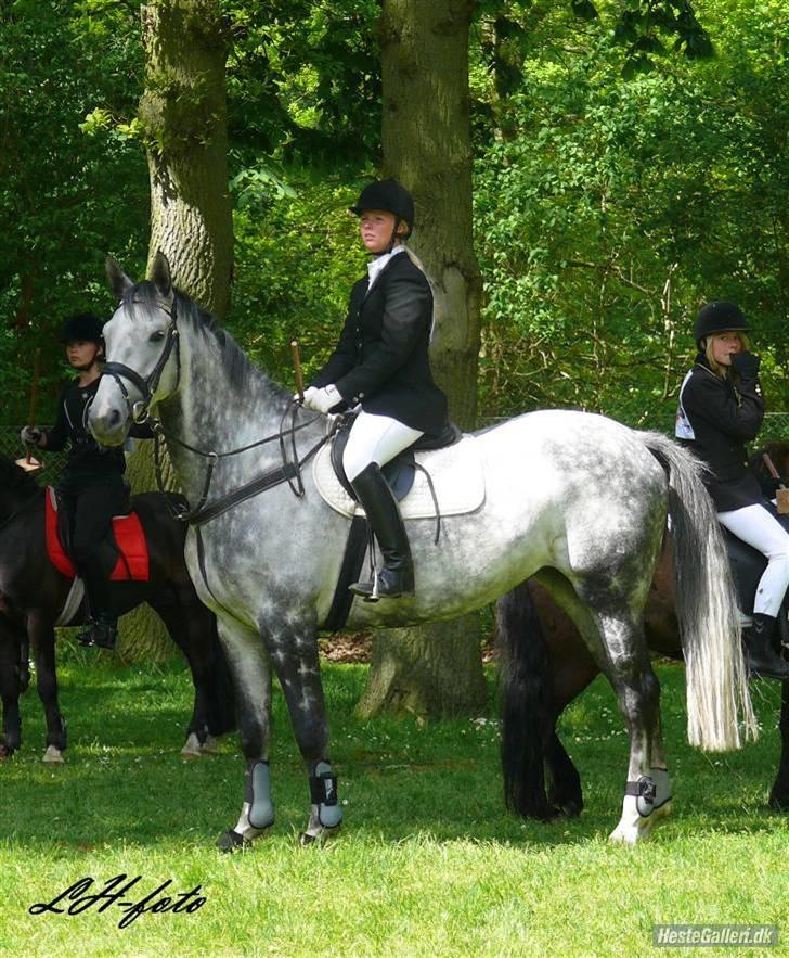 Dansk Varmblod Catalina Capizet billede 4