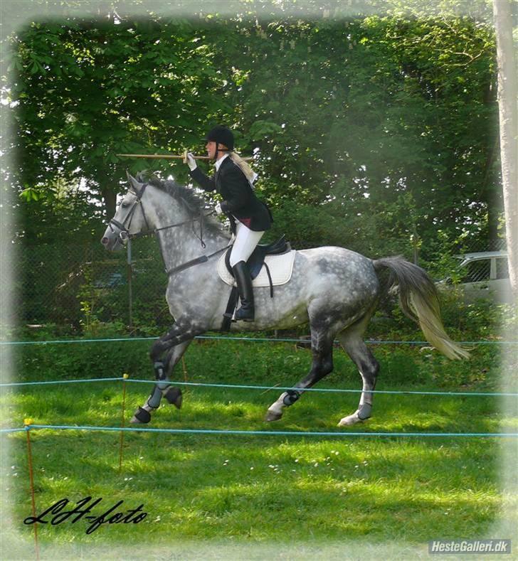 Dansk Varmblod Catalina Capizet billede 5