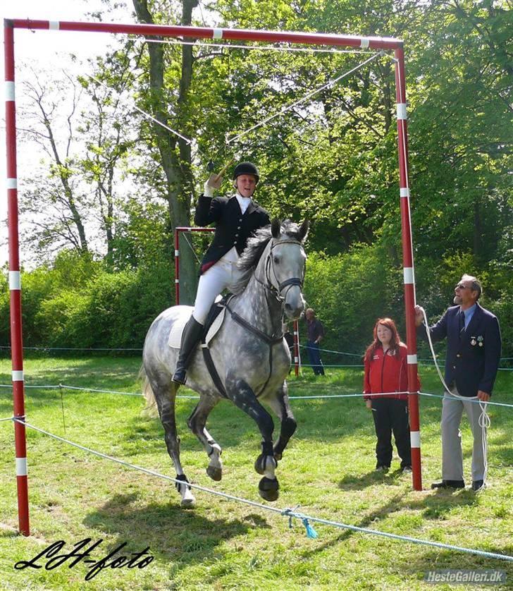 Dansk Varmblod Catalina Capizet billede 6