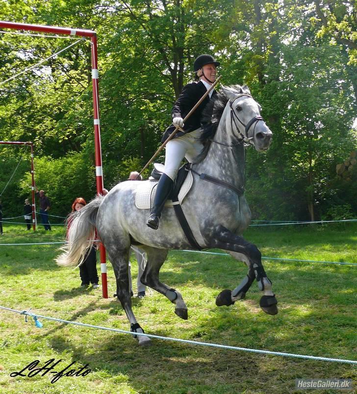 Dansk Varmblod Catalina Capizet billede 7