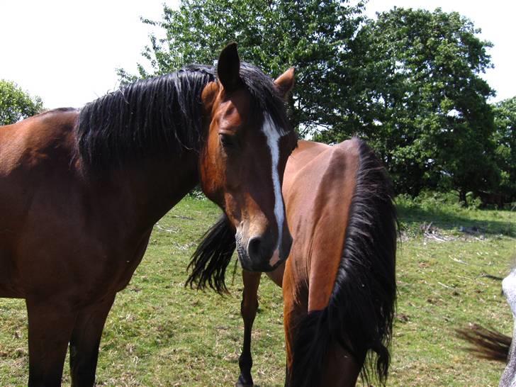 Connemara Juliet du Valera - connemara juliet billede 2