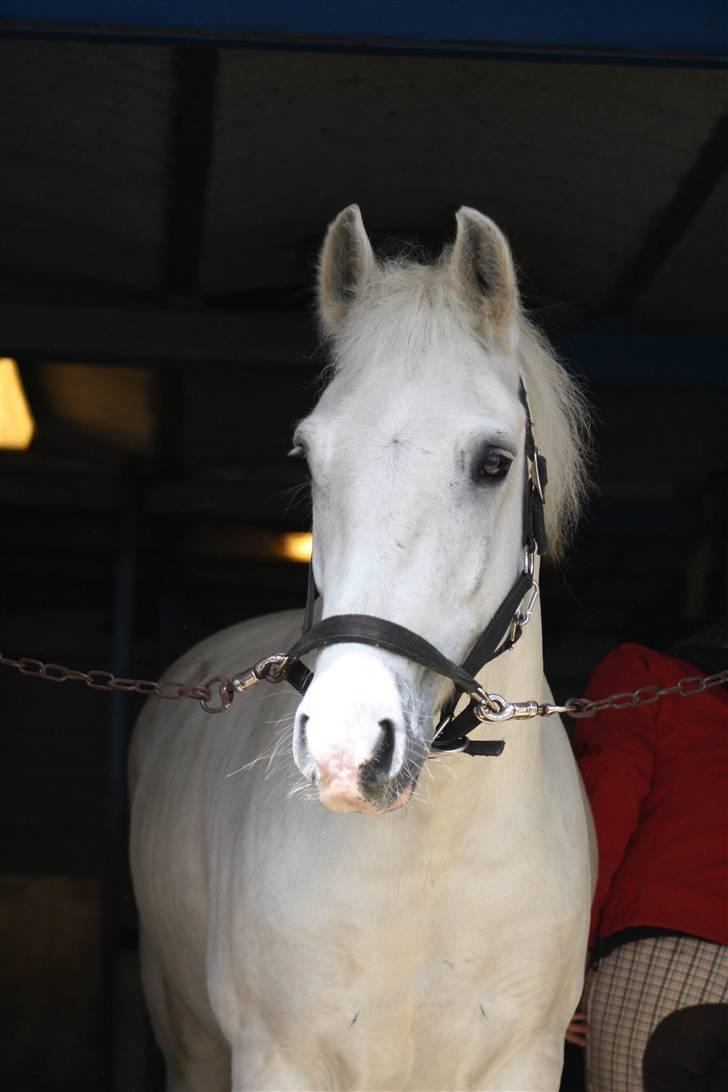 Anden særlig race Hugo (tidl. passer)  - foto: tak til ABSO billede 7