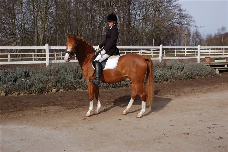 Hollandsk Sportspony Fireball billede 9