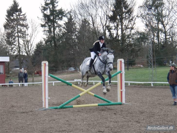 Dansk Varmblod Catalina Capizet - i Kongsvad billede 8