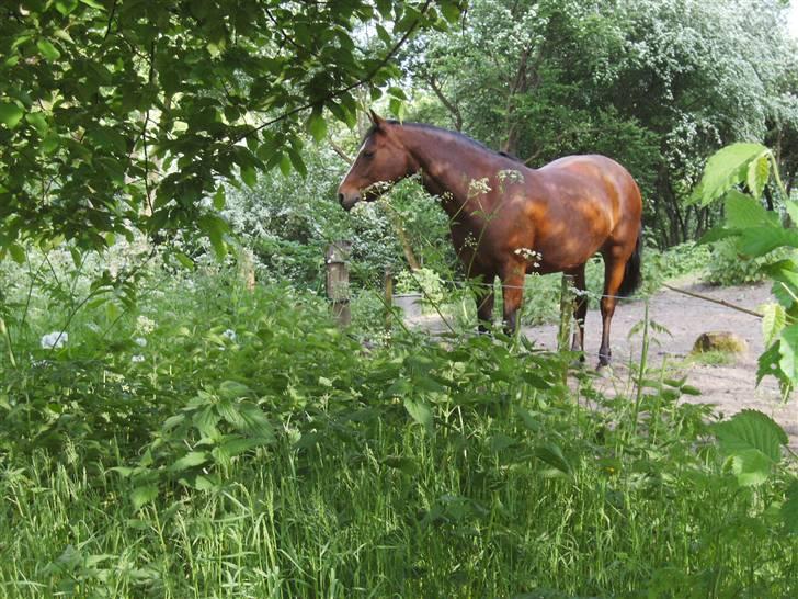 Connemara Juliet du Valera - connemara juliet billede 3