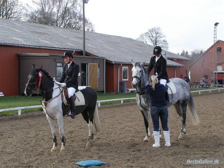 Dansk Varmblod Catalina Capizet - Jubii roset billede 9