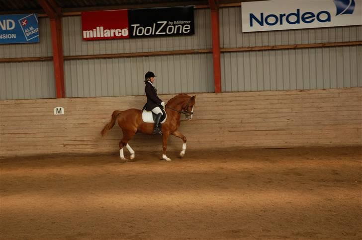 Hollandsk Sportspony Fireball - På banen ved godt han er meget "pakket" fortil, men spænder op og "putter" sig!! billede 10