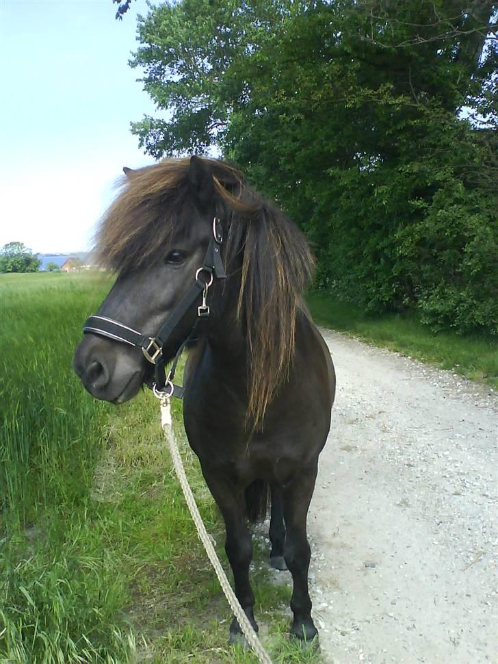 Islænder Daðri (fra Meldgaard) - Velkommen til Dallers profil :) Håber i gider bedømme og lægge en kommentar til ham. billede 1