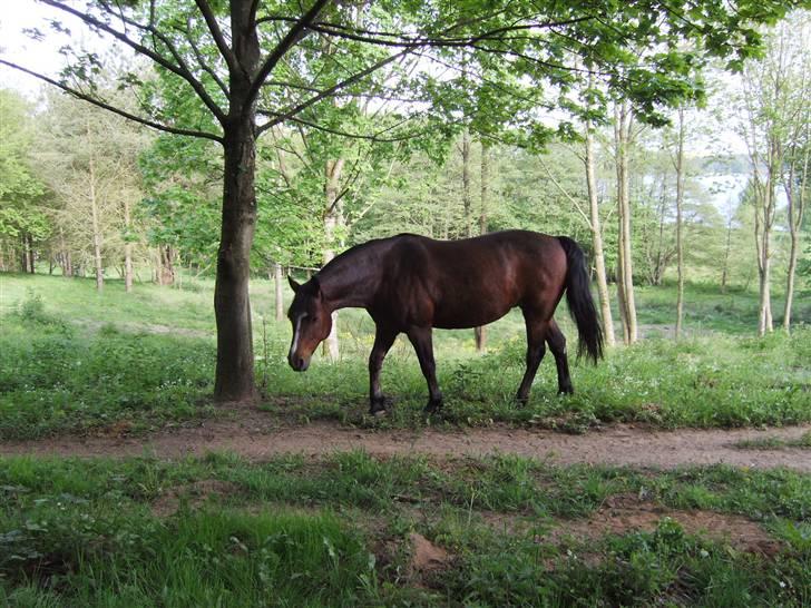 Connemara Juliet du Valera - connemara juliet billede 4