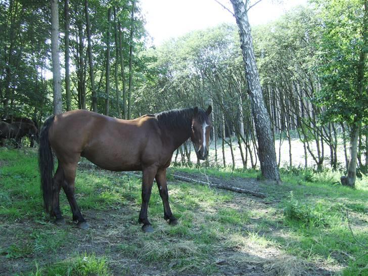 Connemara Juliet du Valera - "hej" billede 5