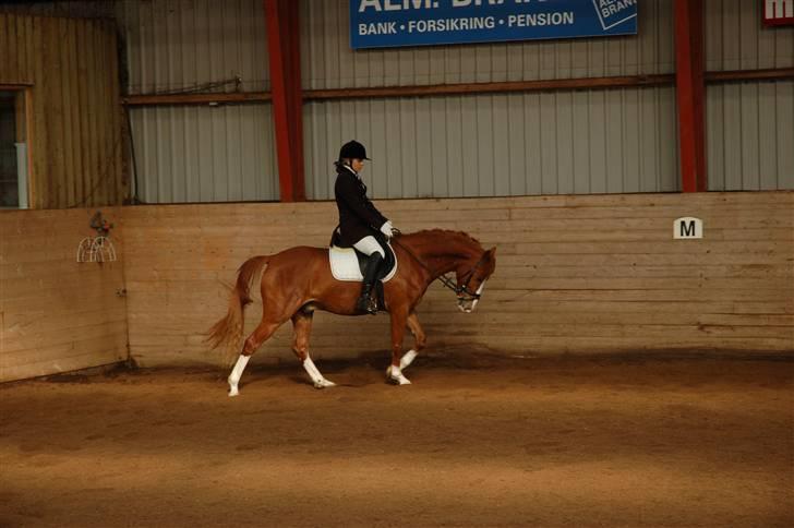 Hollandsk Sportspony Fireball - Skridt volte for længere tøjler... billede 11