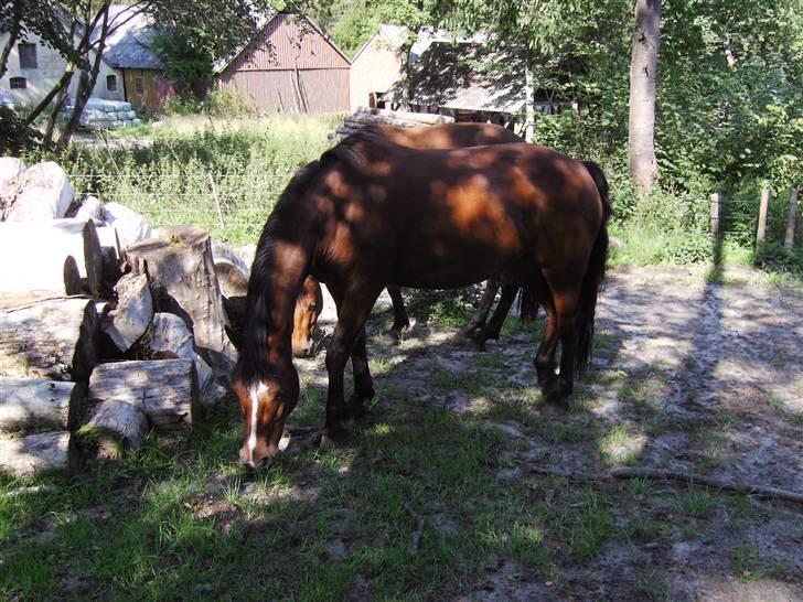 Connemara Juliet du Valera - Sødeste pony hvor er du dog fin når solen skinner på dig gennem bladene og laver skyggespil på din pæls. billede 6