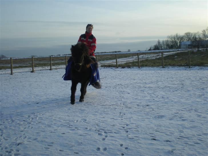 Islænder Daðri (fra Meldgaard) - En hest som dig, finder man kun en gang i livet. <3 billede 3