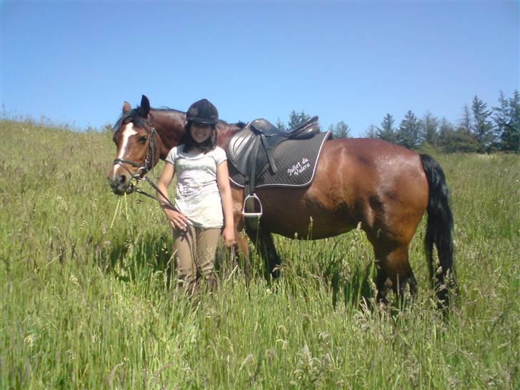 Connemara Juliet du Valera - connemara juliet billede 7