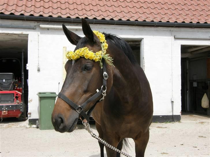 Dansk Varmblod Rubina Imhoff "Rubbies" billede 17