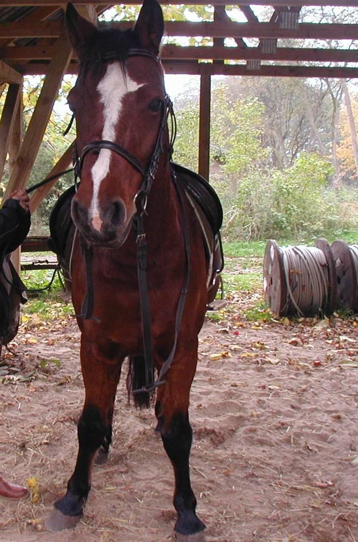 Connemara Juliet du Valera - connemara juliet billede 8