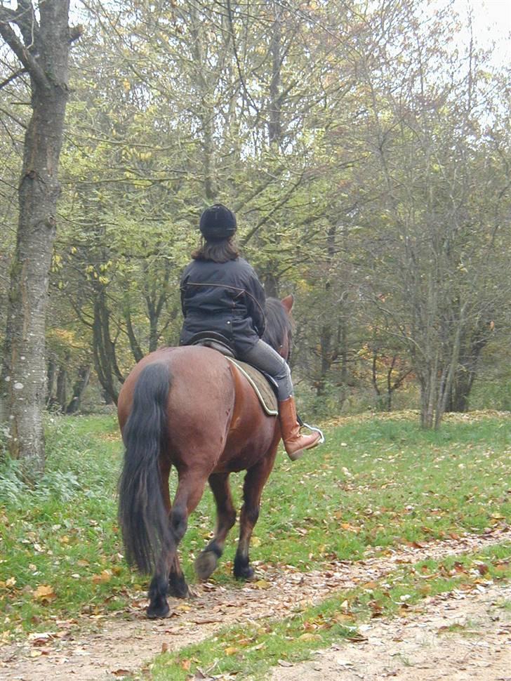 Connemara Juliet du Valera - connemara juliet billede 9