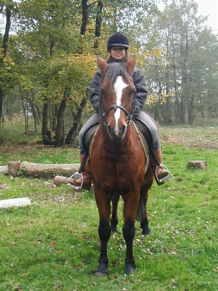 Connemara Juliet du Valera - connemara juliet billede 10