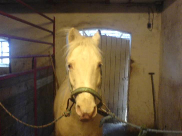 Anden særlig race Lotto  - lotto <33 billede 1