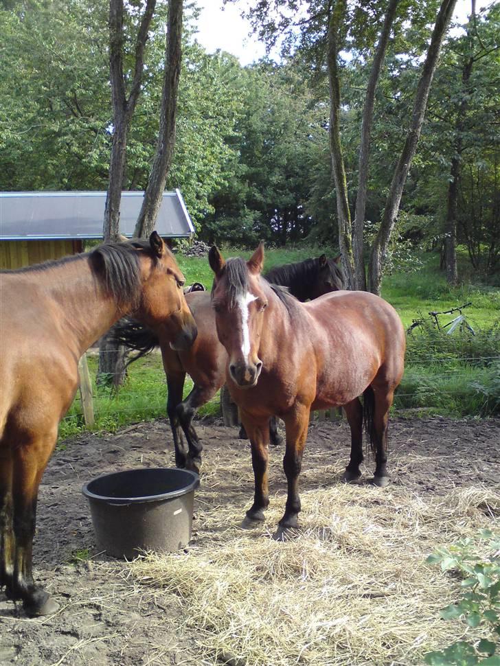 Connemara Juliet du Valera - connemara juliet billede 11