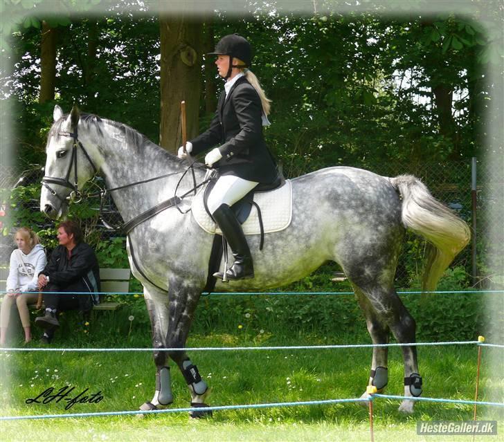 Dansk Varmblod Catalina Capizet - her kan man rigtig se kronen på halsen..=) billede 10