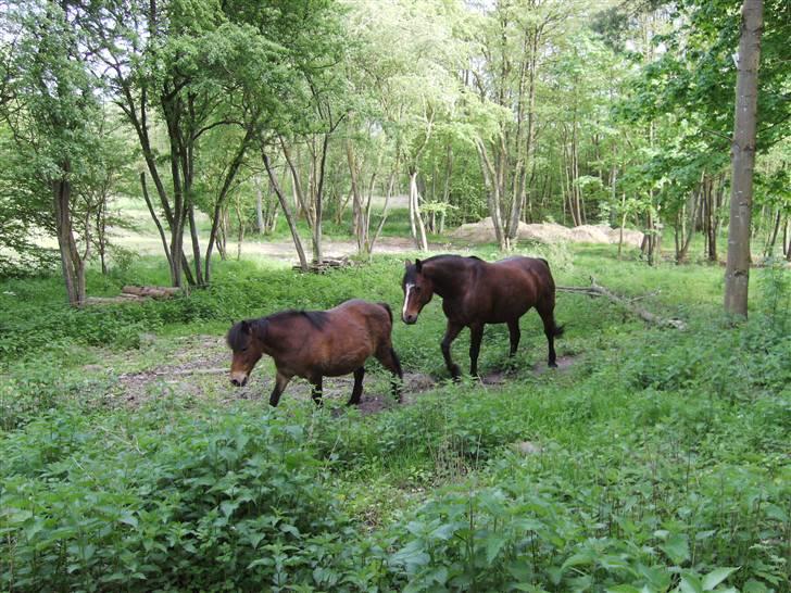 Connemara Juliet du Valera - connemara juliet billede 12