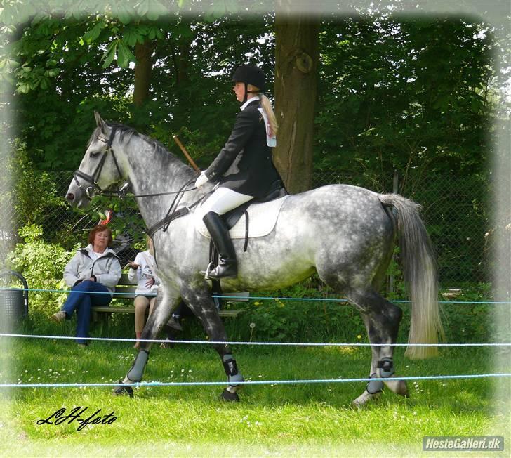 Dansk Varmblod Catalina Capizet billede 12