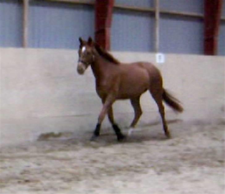 Dansk Varmblod Voldbys Cassiopeia(solgt) - hygge i ridehuset (taget den 08-05-2009) billede 9