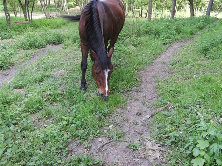 Connemara Juliet du Valera - connemara juliet billede 13