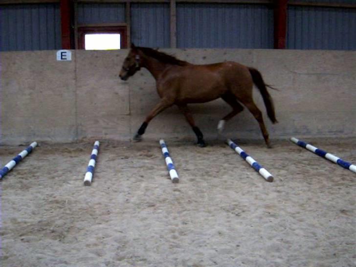 Dansk Varmblod Voldbys Cassiopeia(solgt) - Træning med travbomme (taget den 08-05-2009) billede 10