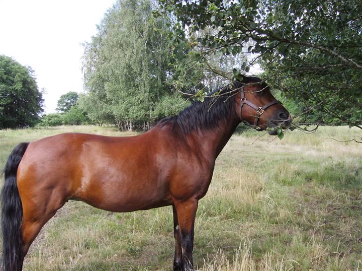 Connemara Juliet du Valera - Juliet nyder at det er sommer og forsyner sig med alle lækkerrigerne hun kan finde nede på vores sommer eng. billede 14