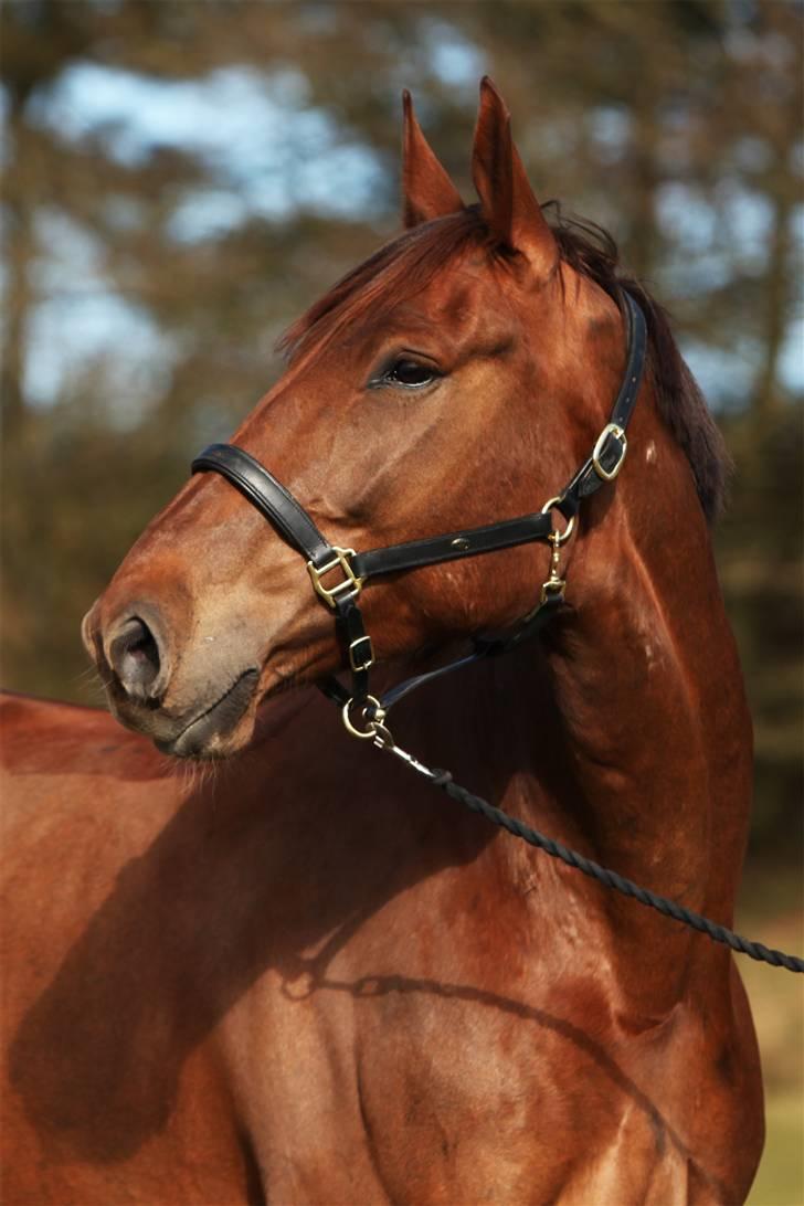 Frederiksborg Santos - Fotograf: Sandra Buus - Sipo billede 7