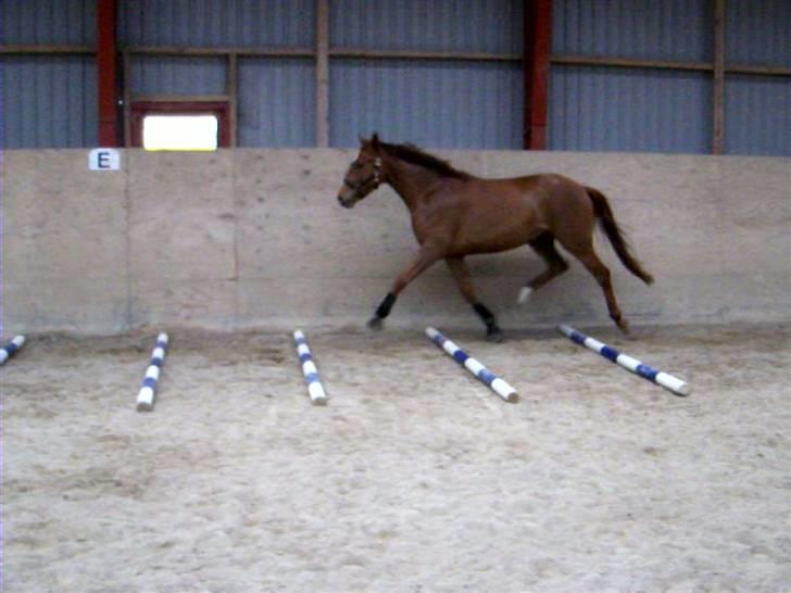Dansk Varmblod Voldbys Cassiopeia(solgt) - Træning med travbomme (taget den 08-05-2009) billede 11