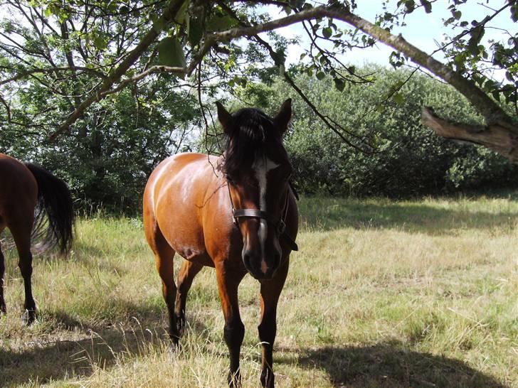 Connemara Juliet du Valera - "Hvad kikker du på, jeg står bare og dovner i det vame sommervejr." billede 15