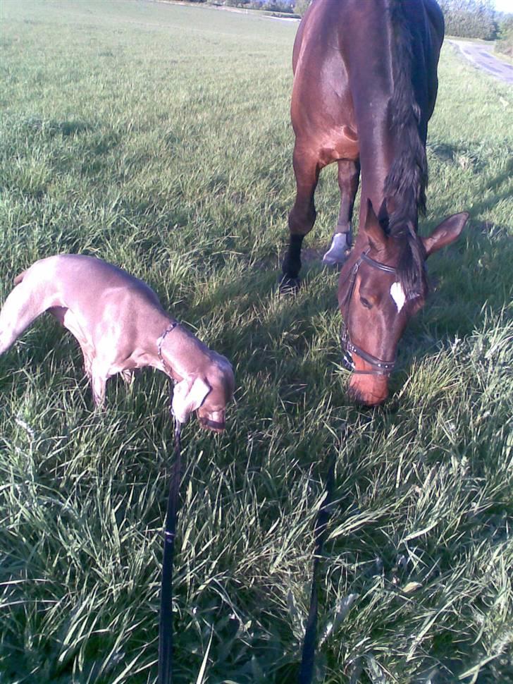Oldenborg Maistro - så bliver der græsset.... både hund og hest er godt igang=) billede 11