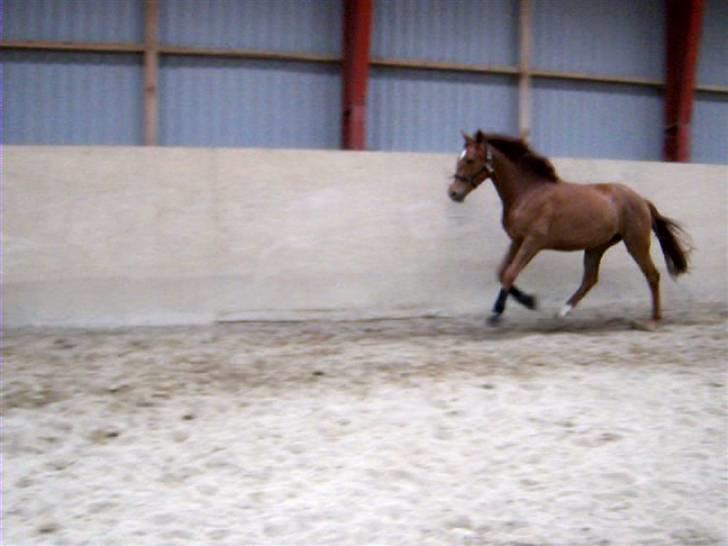 Dansk Varmblod Voldbys Cassiopeia(solgt) - hygge i ridehuset (taget den 08-05-2009) billede 12