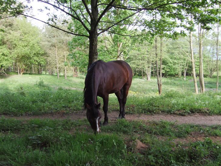 Connemara Juliet du Valera - connemara juliet billede 17