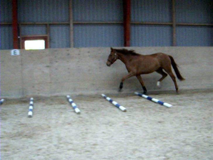 Dansk Varmblod Voldbys Cassiopeia(solgt) - Træning med travbomme (taget den 08-05-2009) billede 13