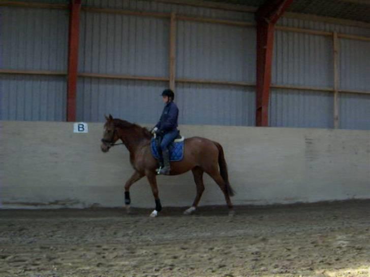 Dansk Varmblod Voldbys Cassiopeia(solgt) - Tilridning af cassiopeia (taget den 12-04-2009) billede 14