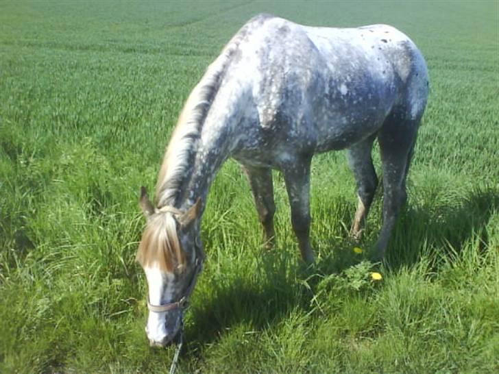 Appaloosa Coco craem - flere billeder kommer billede 10