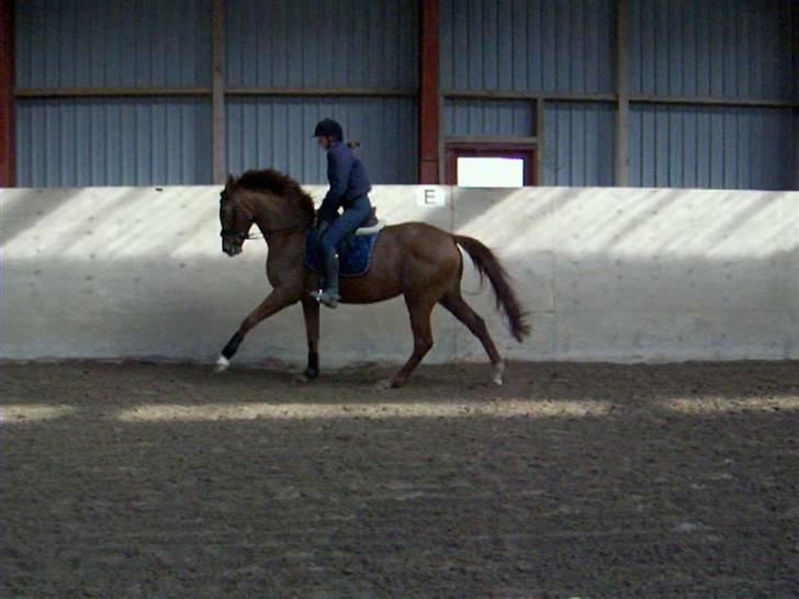 Dansk Varmblod Voldbys Cassiopeia(solgt) - Tilridning af cassiopeia (taget den 12-04-2009) billede 15